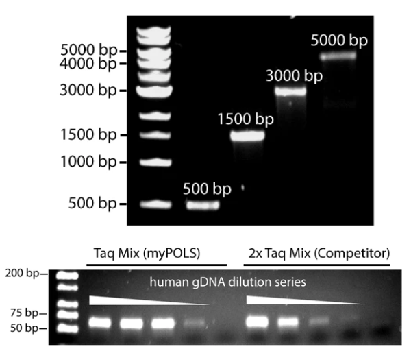 mypols试剂：Taq 2x PCR 预混液简介