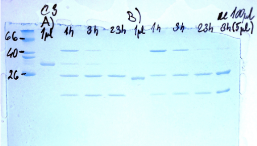 protean重组蛋白——Pro3C HRV-3C 蛋白酶介绍