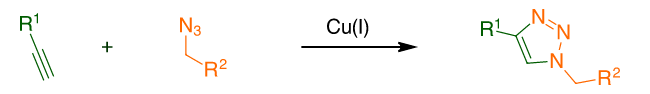 炔烃或叠氮化物修饰的蛋白质与染料叠氮化物或炔烃的缀合