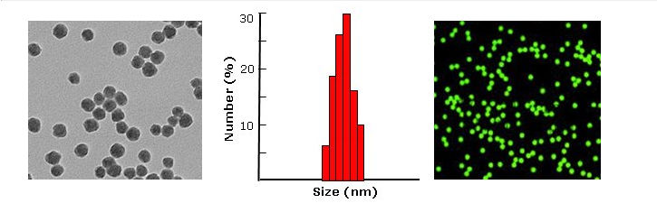 FITC 标记的二氧化硅纳米粒子介绍