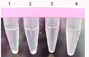 适用于动物培养细胞/组织的ex kine Pro总蛋白提取试剂盒介绍