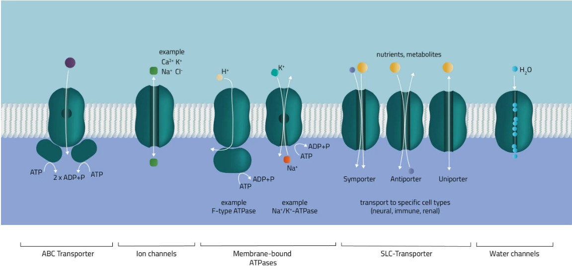 膜蛋白详细介绍