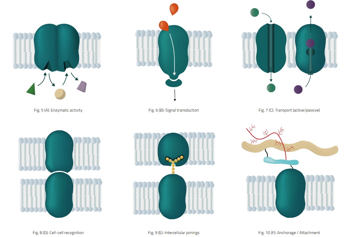 膜蛋白详细介绍