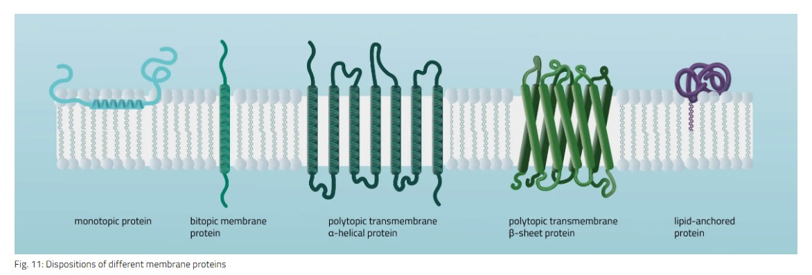 膜蛋白详细介绍