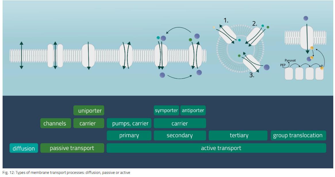 膜蛋白详细介绍