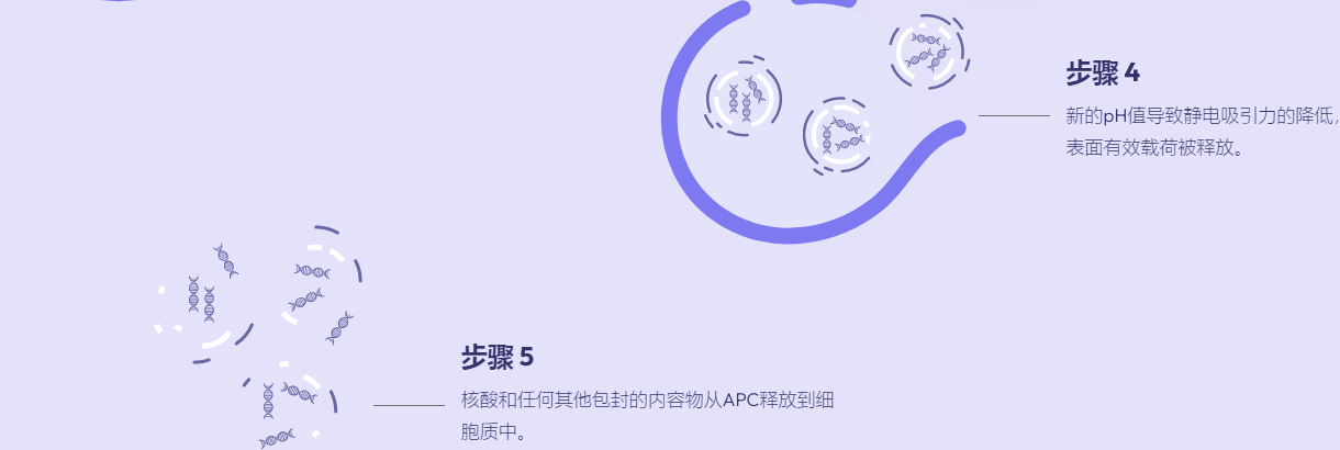 双亲肽胶囊 (APC)详细介绍