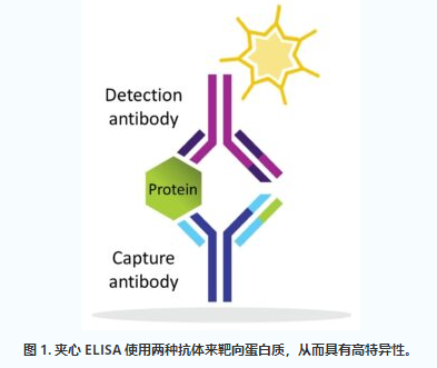 ELISA、免疫 PCR 与 SIMOA：蛋白质检测工具的比较