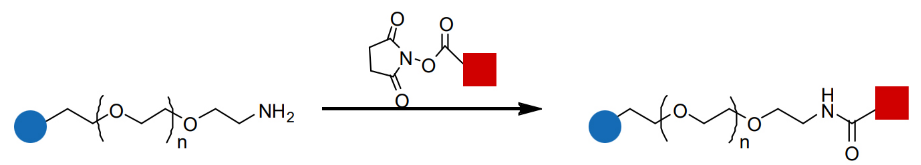 氨基 PEG 的酰胺偶联方案