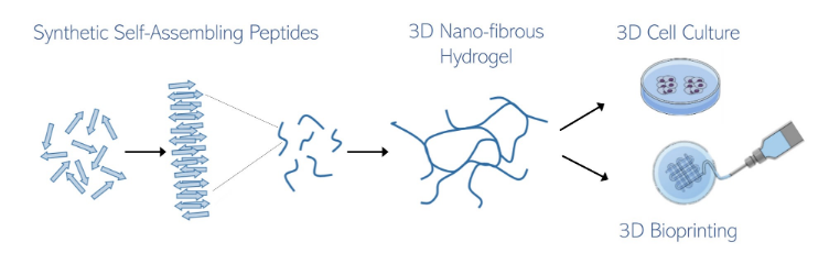 什么是自组装肽水凝胶？