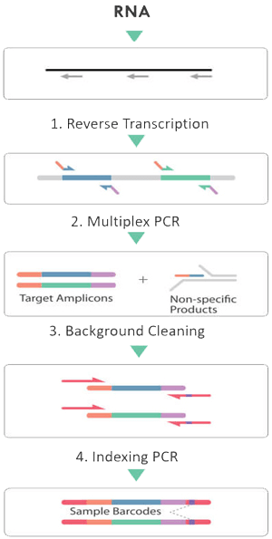 用于靶向 DNA 和 RNA 测序的 CleanPlex 扩增子测序技术