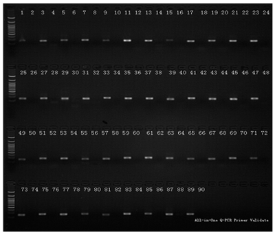 genecopoeia:一体化qPCR混合物(All-in-One&trade; qPCR Mix)简述