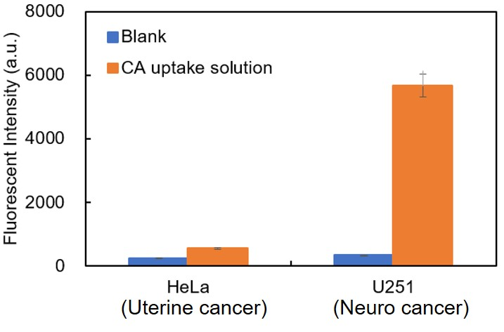 胱氨酸摄取能力检测试剂盒—Cystine Uptake Assay Kit货号：UP05