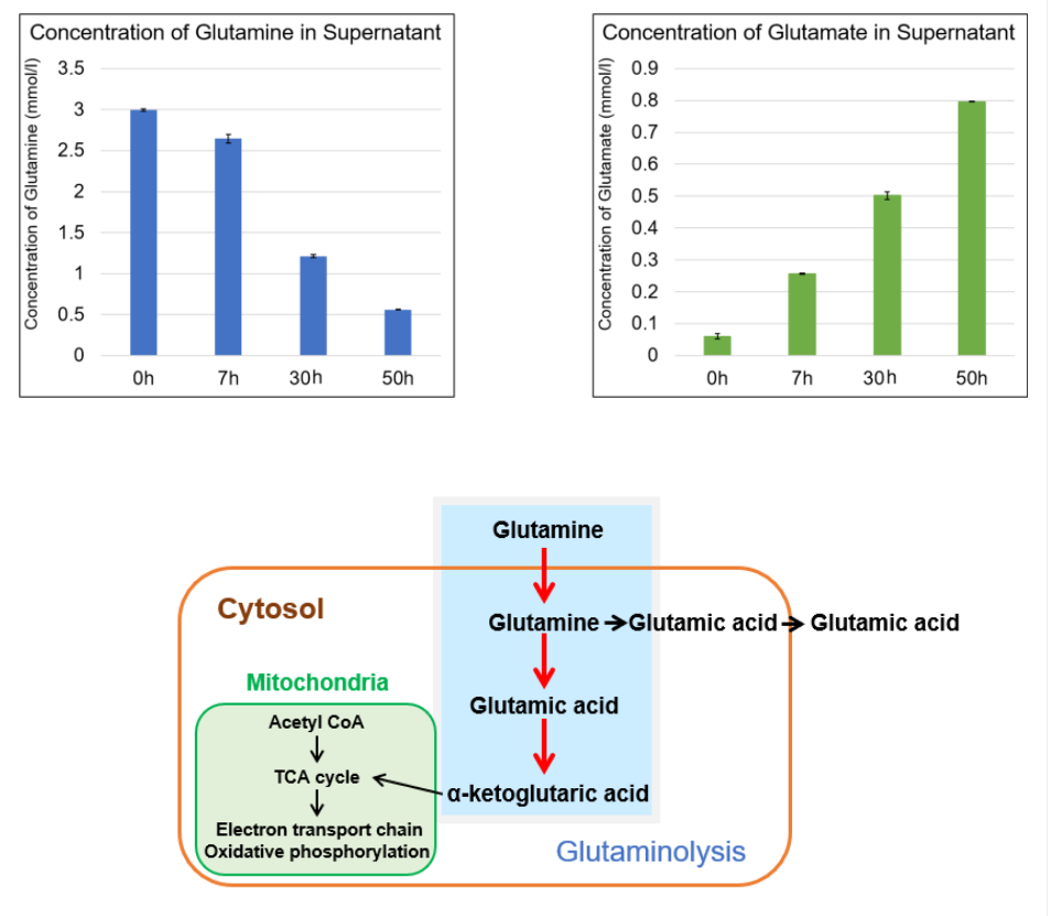 Glutamine Assay Kit-WST试剂盒货号：G268