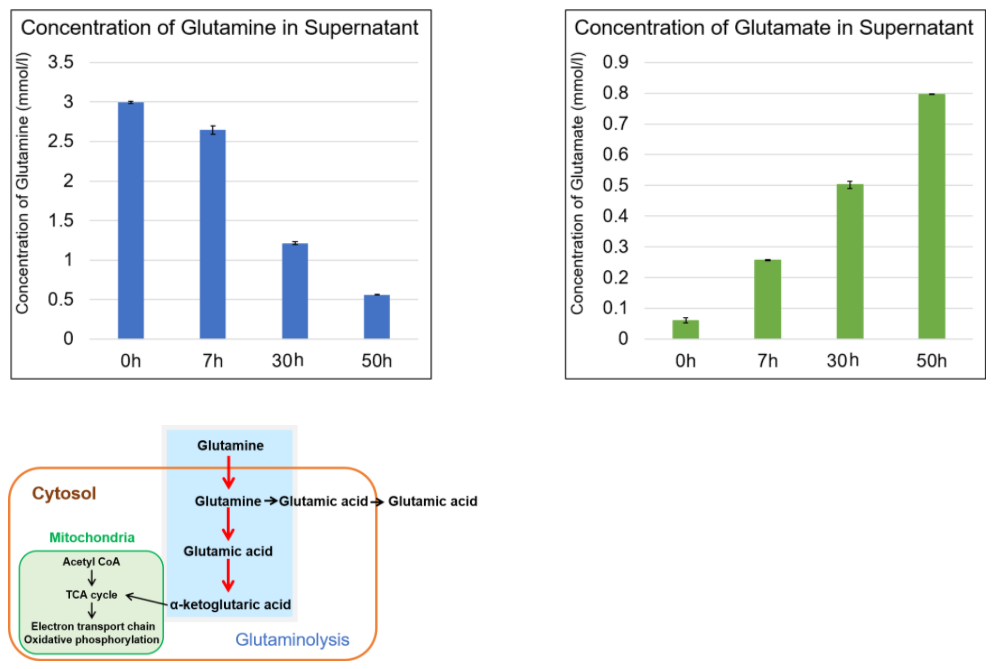 Glutamate Assay Kit-WST试剂盒货号：G269