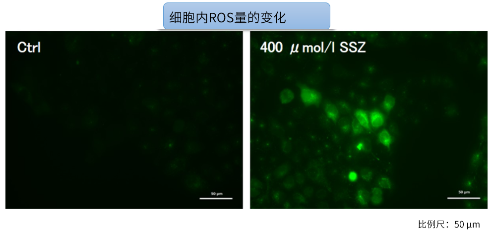 Glutamate Assay Kit-WST试剂盒货号：G269