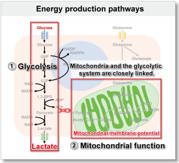 Glycolysis/JC-1 MitoMP Assay Kit货号：G272