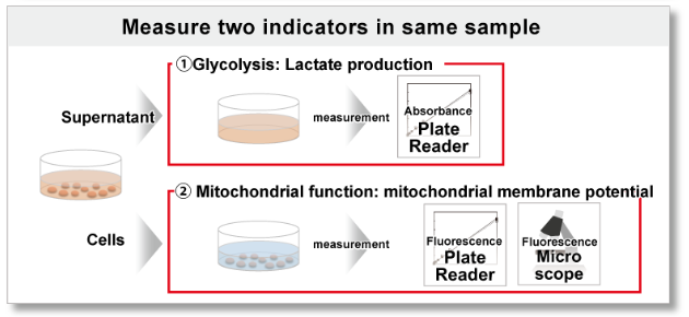 Glycolysis/JC-1 MitoMP Assay Kit货号：G272
