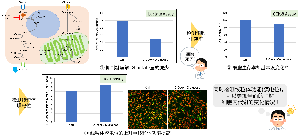 Glycolysis/JC-1 MitoMP Assay Kit货号：G272