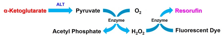 α-Ketoglutarate Assay Kit-Fluorometric货号：K261 α-酮戊二酸(α-KG)检测试剂盒(荧光法)