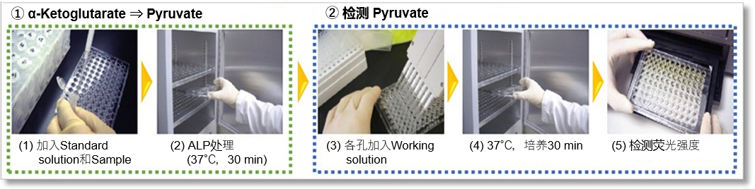 α-Ketoglutarate Assay Kit-Fluorometric货号：K261 α-酮戊二酸(α-KG)检测试剂盒(荧光法)