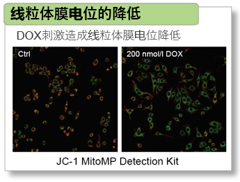 α-Ketoglutarate Assay Kit-Fluorometric货号：K261 α-酮戊二酸(α-KG)检测试剂盒(荧光法)