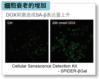 α-Ketoglutarate Assay Kit-Fluorometric货号：K261 α-酮戊二酸(α-KG)检测试剂盒(荧光法)