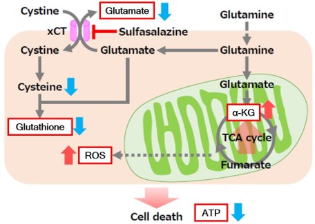 α-Ketoglutarate Assay Kit-Fluorometric货号：K261 α-酮戊二酸(α-KG)检测试剂盒(荧光法)