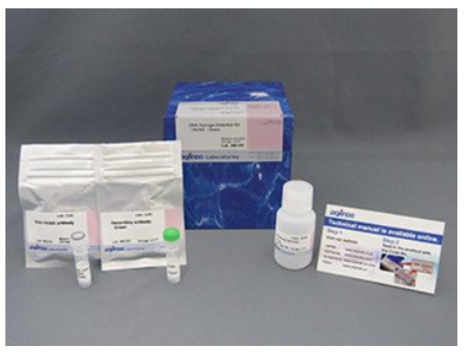 DNA Damage Detection Kit – γH2AX　- Deep Red货号：G267 DNA损伤检测试剂盒- – γH2AX　-深红色