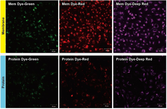 内体-外泌体 外泌体(Exosomes)提取试剂盒—ExoIsolator Exosome Isolation Kit EX10