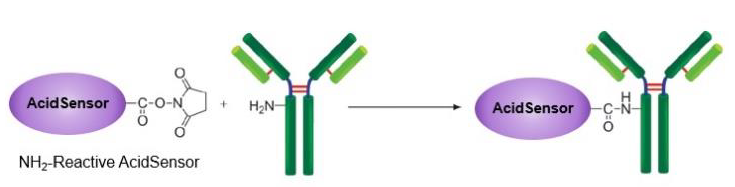AcidSensor Labeling Kit – Endocytic Internalization Assay 细胞内吞作用的内化过程检测货号：A558