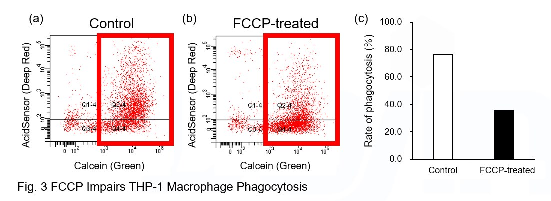 AcidSensor Labeling Kit – Endocytic Internalization Assay 细胞内吞作用的内化过程检测货号：A558