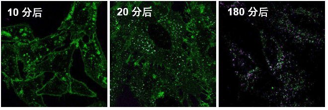 AcidSensor Labeling Kit – Endocytic Internalization Assay 细胞内吞作用的内化过程检测货号：A558