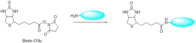 Biotin-Osu试剂货号：B304 Biotin N-Succinimidyl D-biotin CAS号：35013-72-0