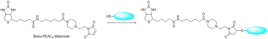Biotin-PEAC5-maleimide试剂货号：B299 CAS号：374592-98-0
