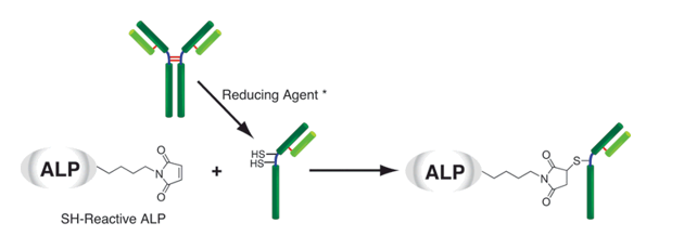 Alkaline Phosphatase Labeling Kit – SH试剂盒货号：LK13 碱性磷酸酶标记试剂盒-巯基