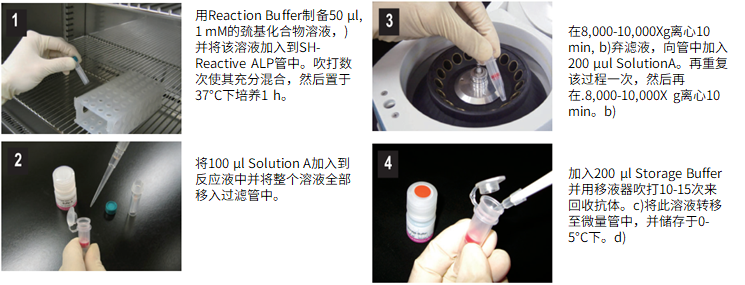 Alkaline Phosphatase Labeling Kit – SH试剂盒货号：LK13 碱性磷酸酶标记试剂盒-巯基