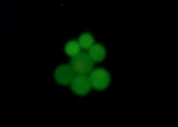 Cellstain- CFSE试剂货号：C375