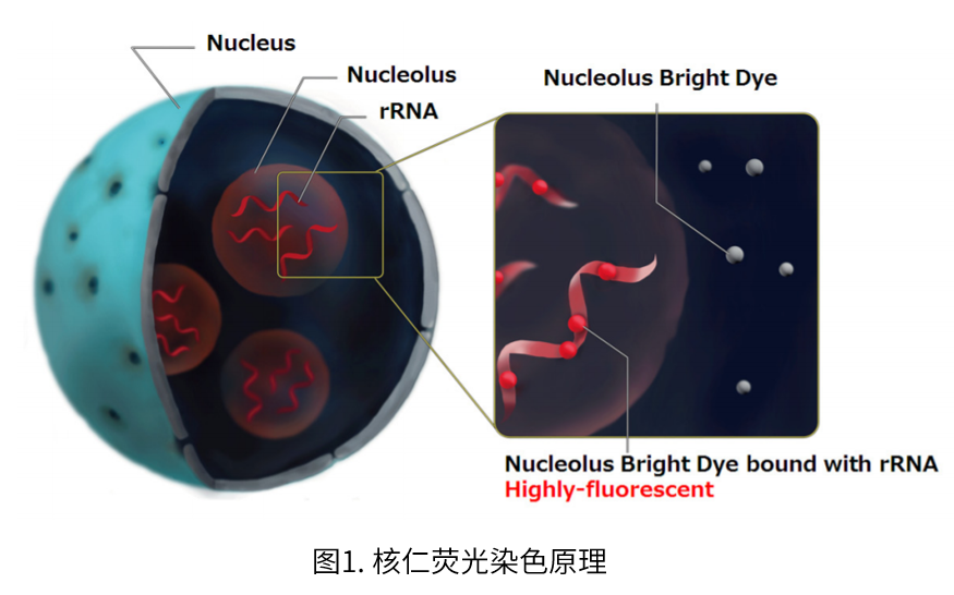 Nucleolus Bright Green试剂货号：N511 核仁荧光染色试剂-绿色