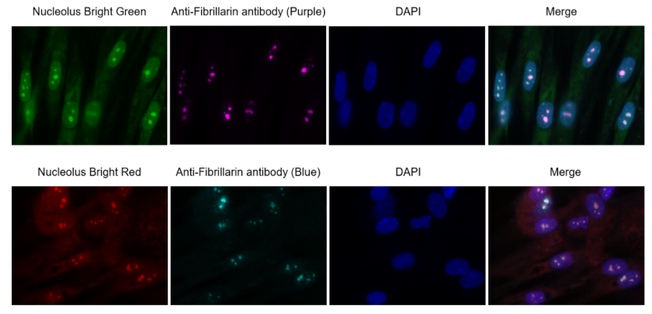 Nucleolus Bright Green试剂货号：N511 核仁荧光染色试剂-绿色