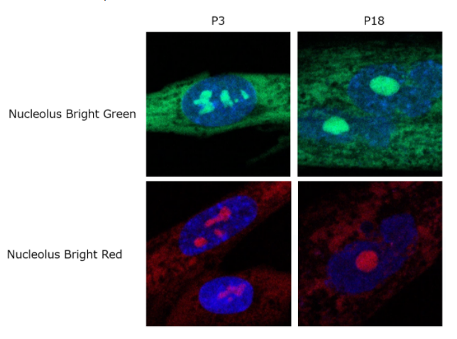 Nucleolus Bright Green试剂货号：N511 核仁荧光染色试剂-绿色