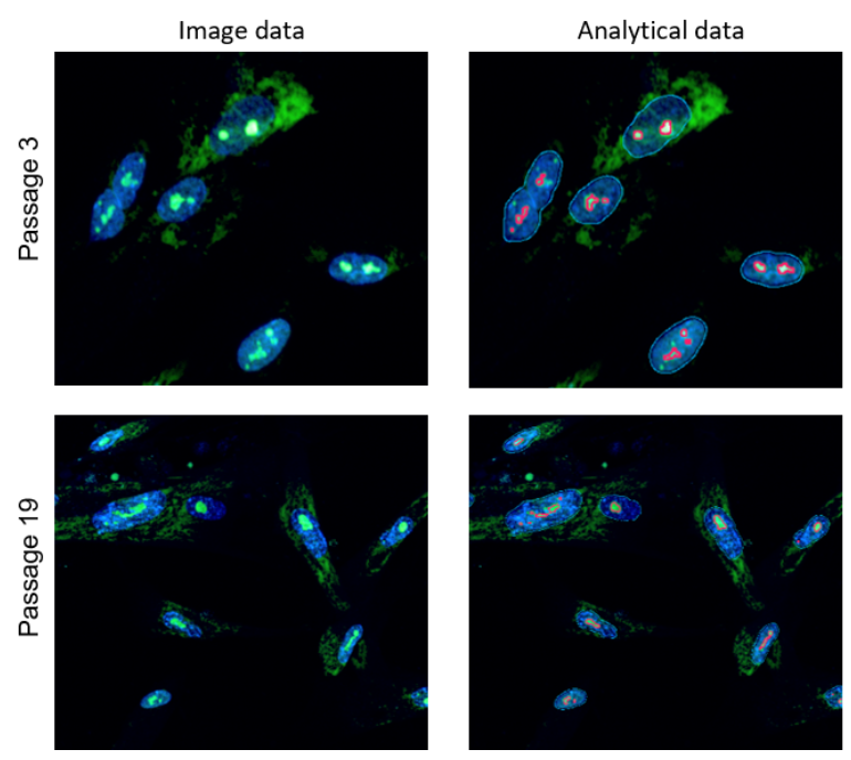 Nucleolus Bright Green试剂货号：N511 核仁荧光染色试剂-绿色