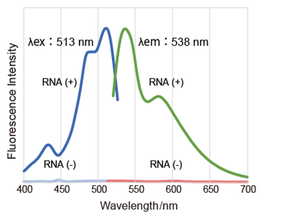 Nucleolus Bright Green试剂货号：N511 核仁荧光染色试剂-绿色