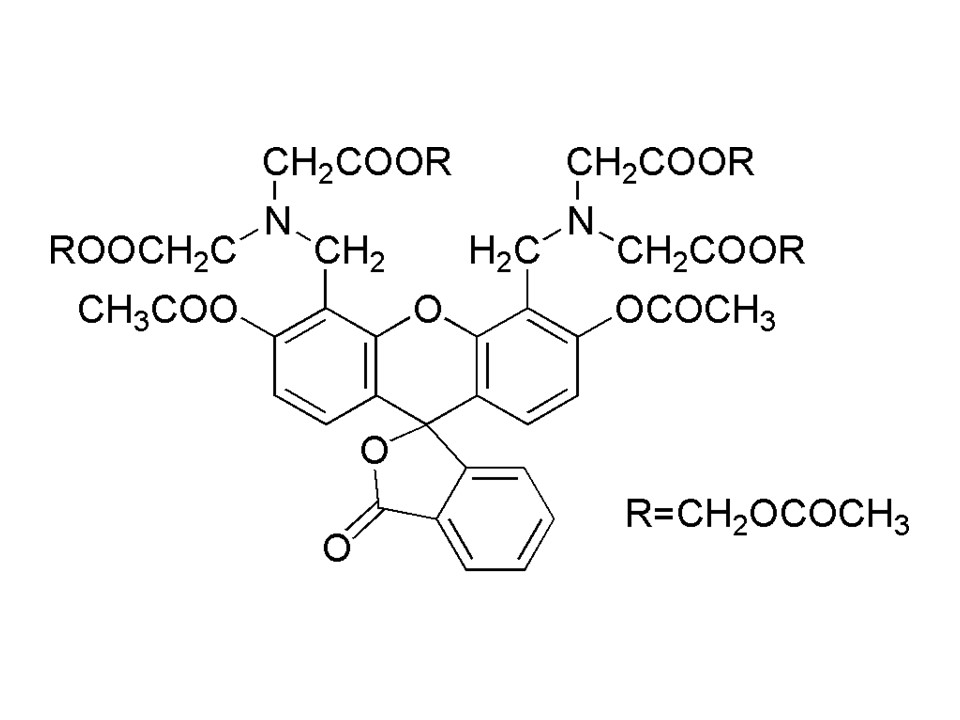 Cellstain- DAPI solution试剂货号：D523 4’6-二脒-2-苯胺，二盐酸盐 水溶液 Cellstain- DAPI solution