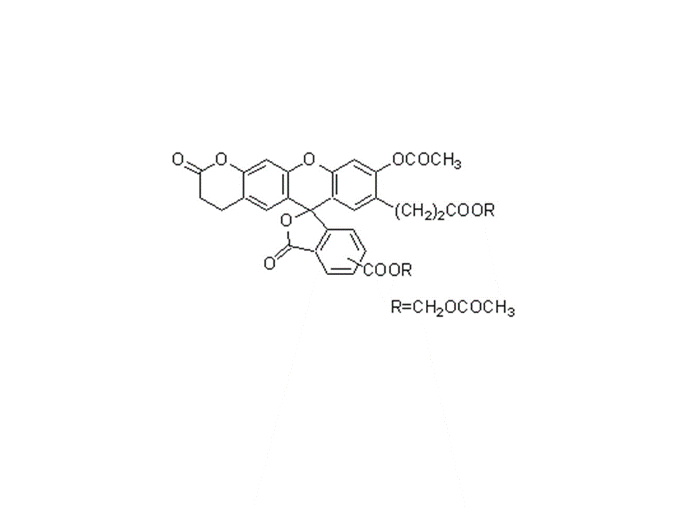 DAB试剂货号：D006 3,3′-Diaminobenzidine, tetrahydrochloride CAS号：7411-49-6