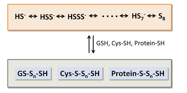 SulfoBiotics- Sodium tetrasulfide (Na2S4)货号：SB04 CAS号：12034-39-8
